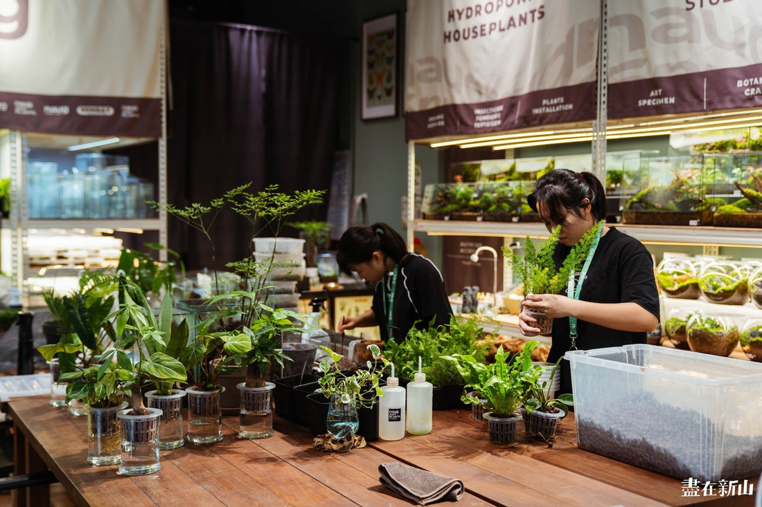 Discover Soilless Hydroponics at Naug Just Plants