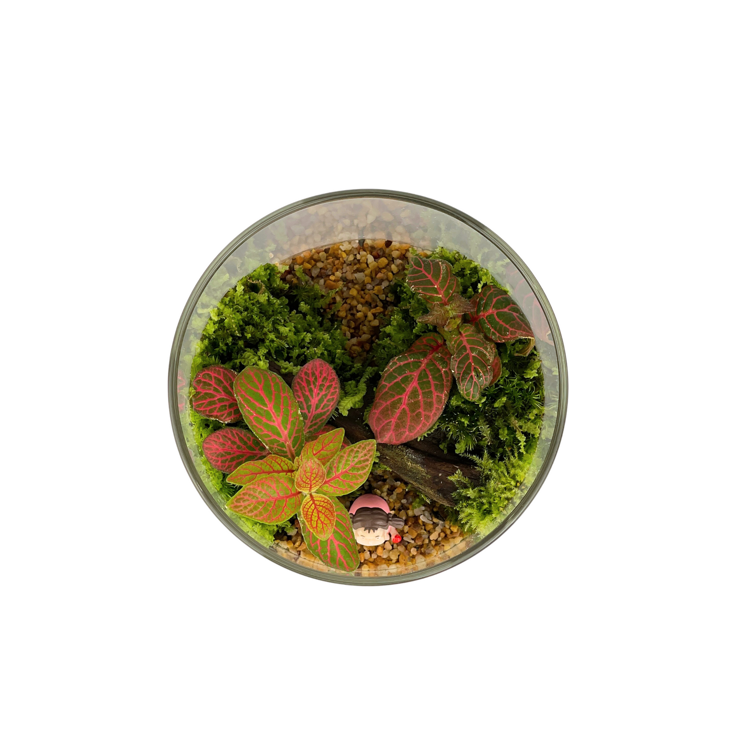 Cylinder Terrarium 10CM x 12CM