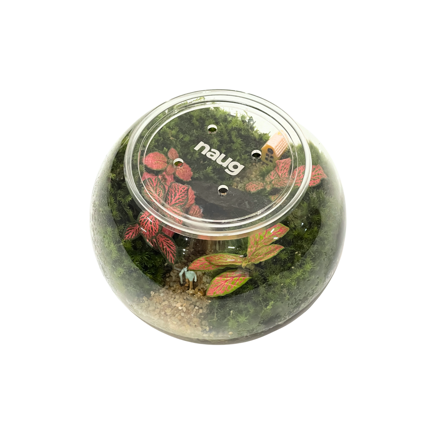 Creative Bowl Terrarium Series