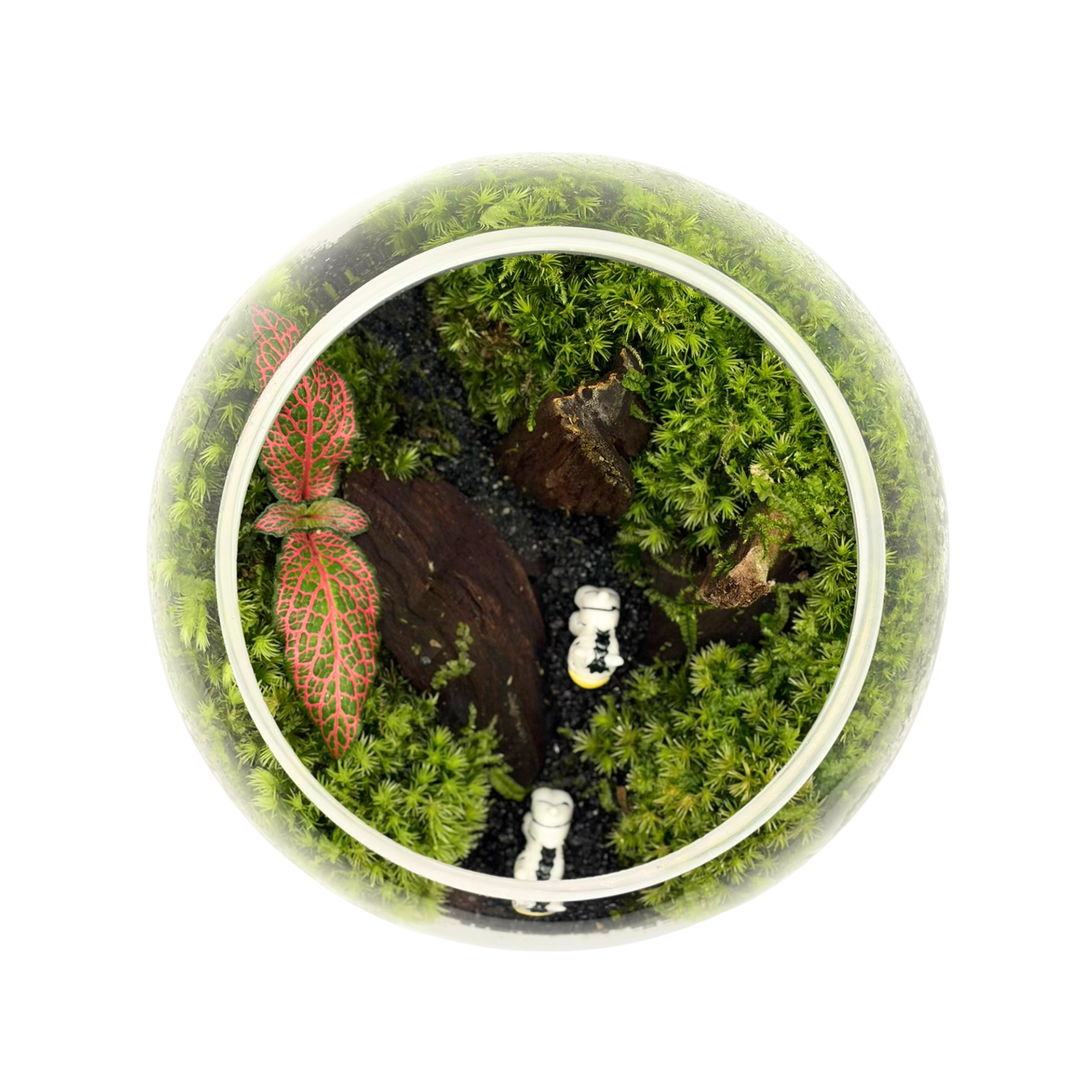 Bowl Terrarium 15CM x 11.5CM