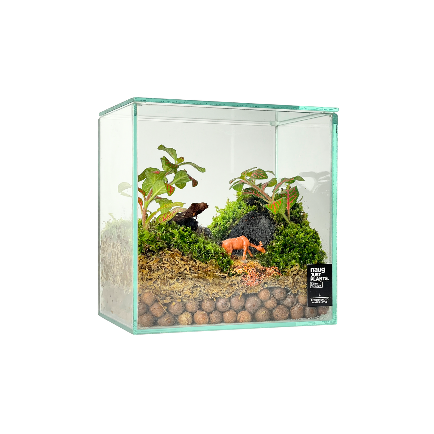 Creative Box Terrarium Series