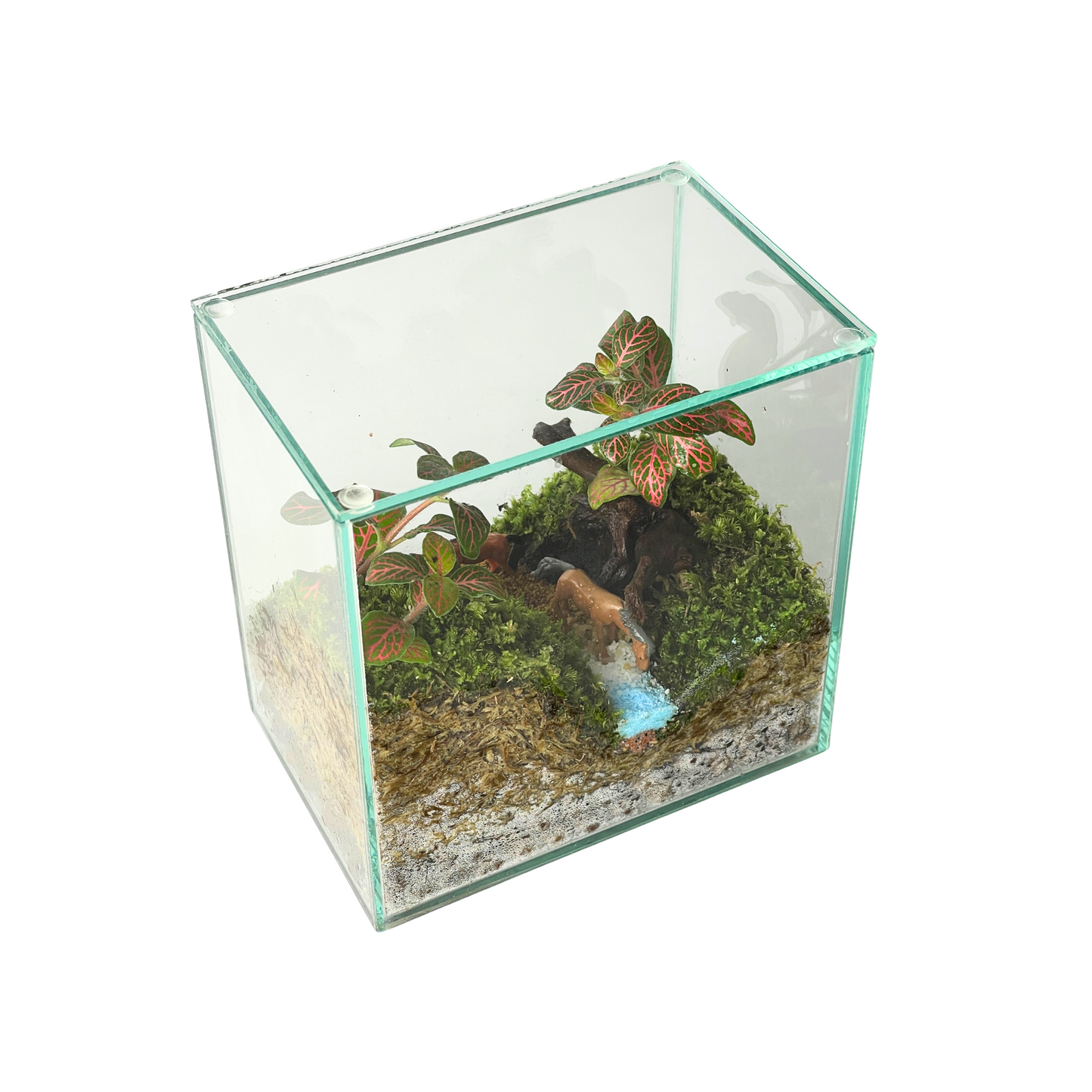 Box Terrarium 15CM x 15CM x 10CM