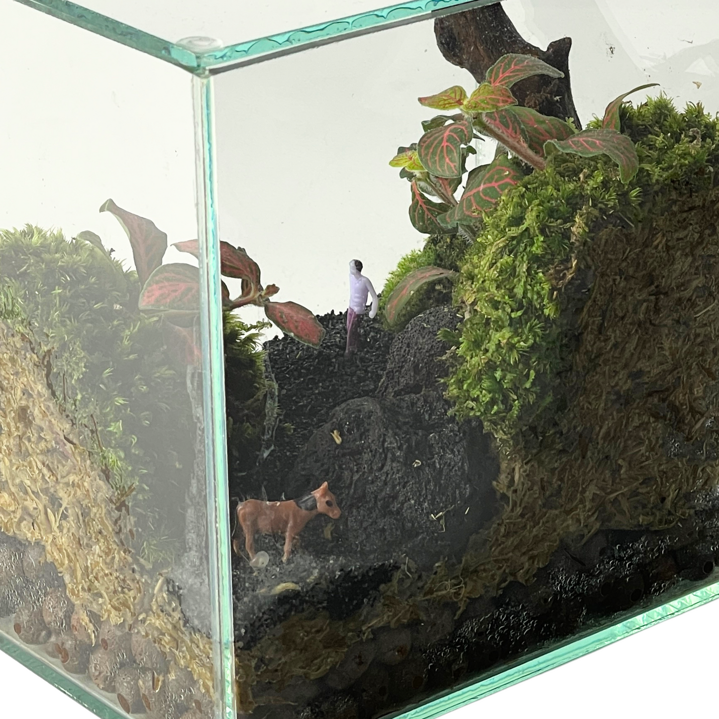 Creative Box Terrarium Series