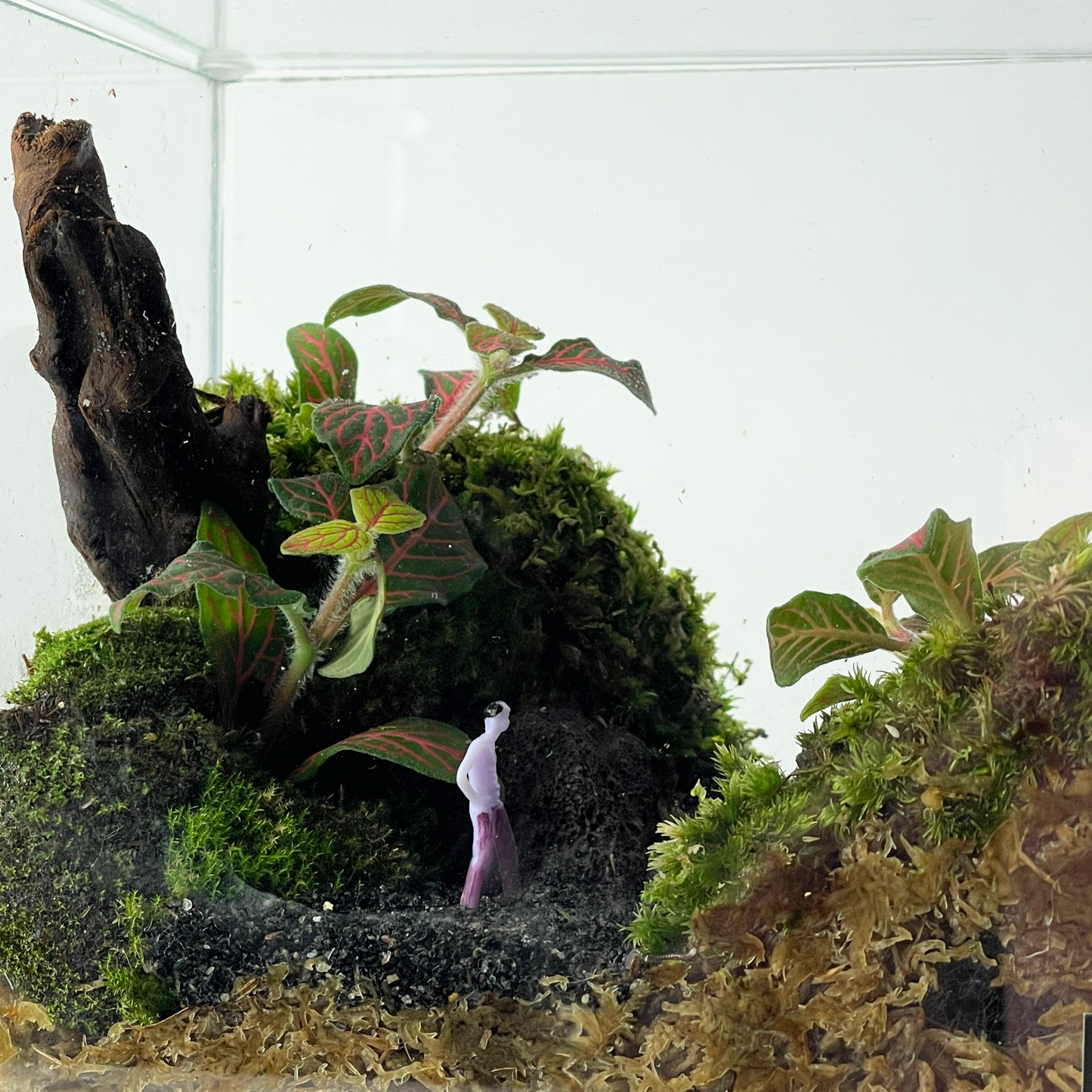 Creative Box Terrarium Series