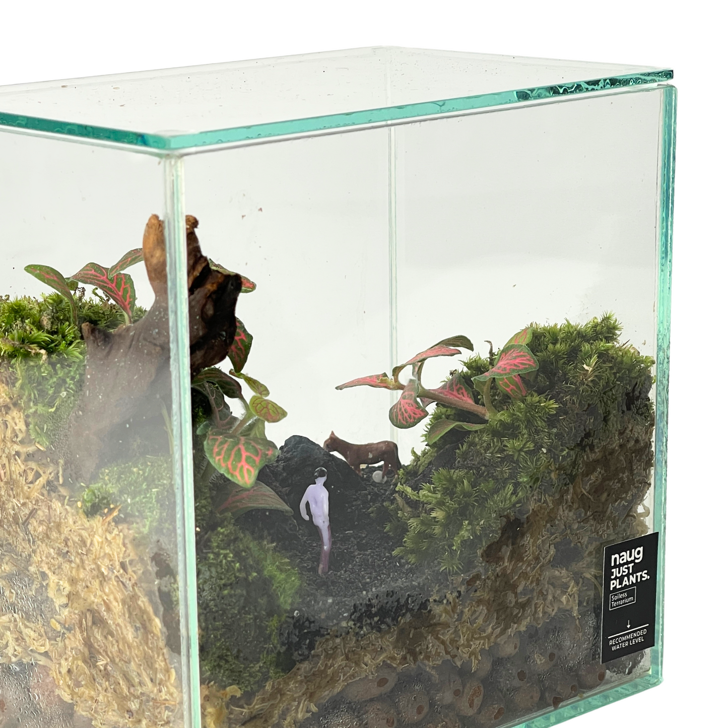 Creative Box Terrarium Series