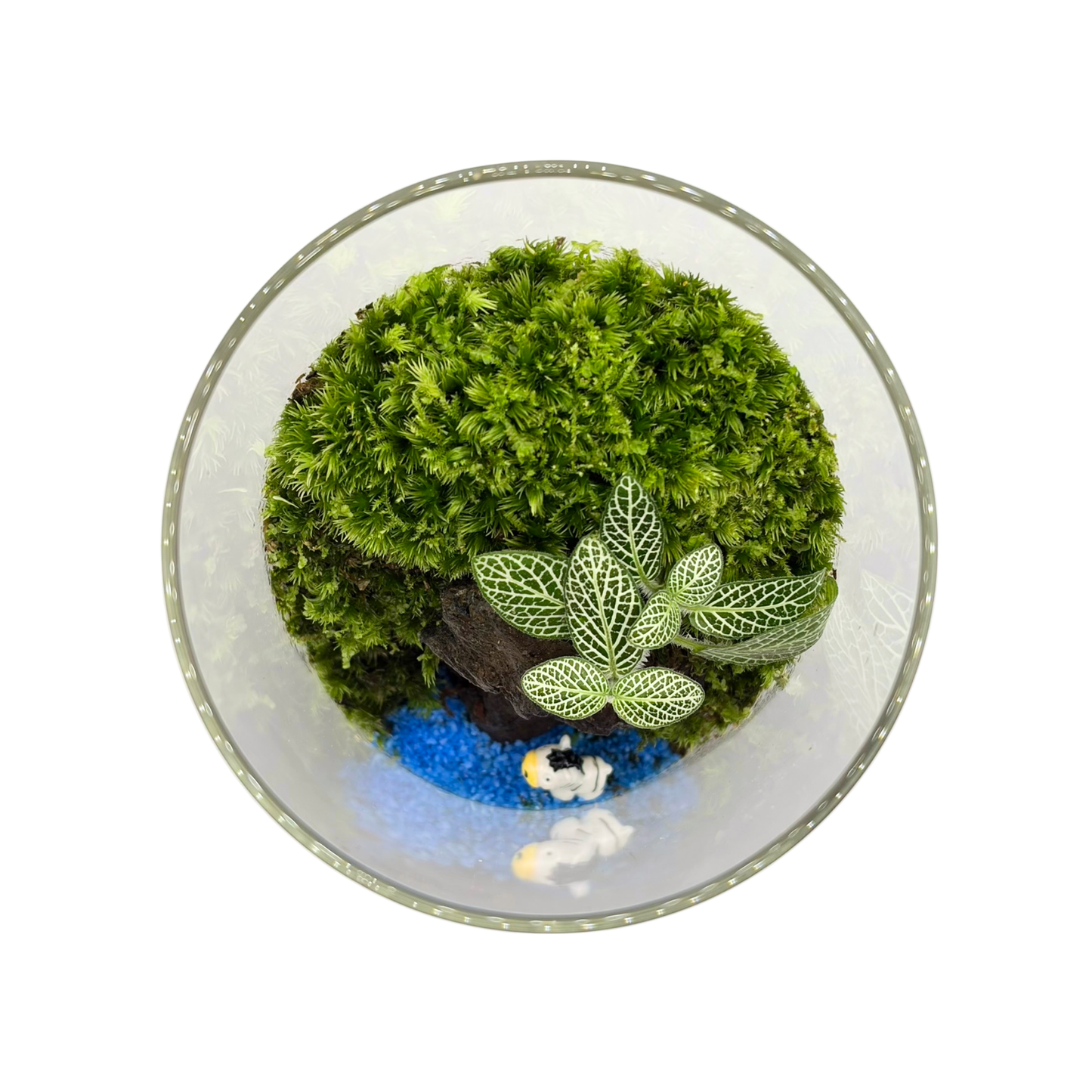 Cylinder Terrarium 10CM x 20CM