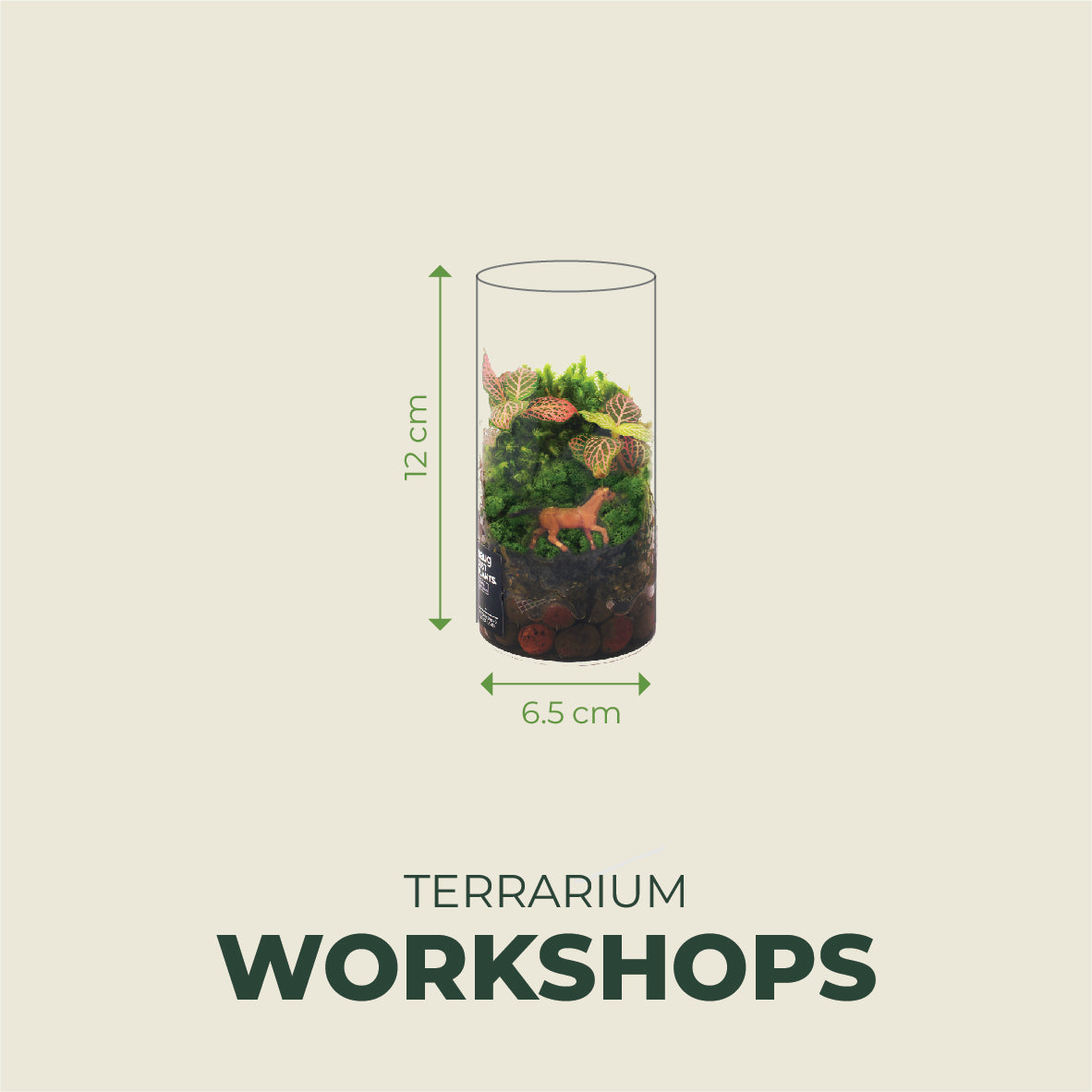 Fun Terrarium 12.5cm x 6.5cm