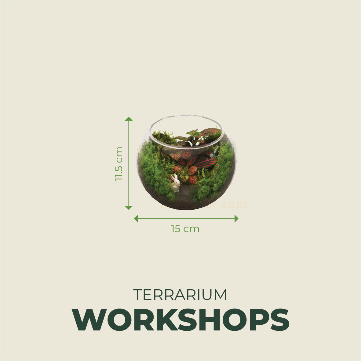 Standard Terrarium 11.5cm x 15cm