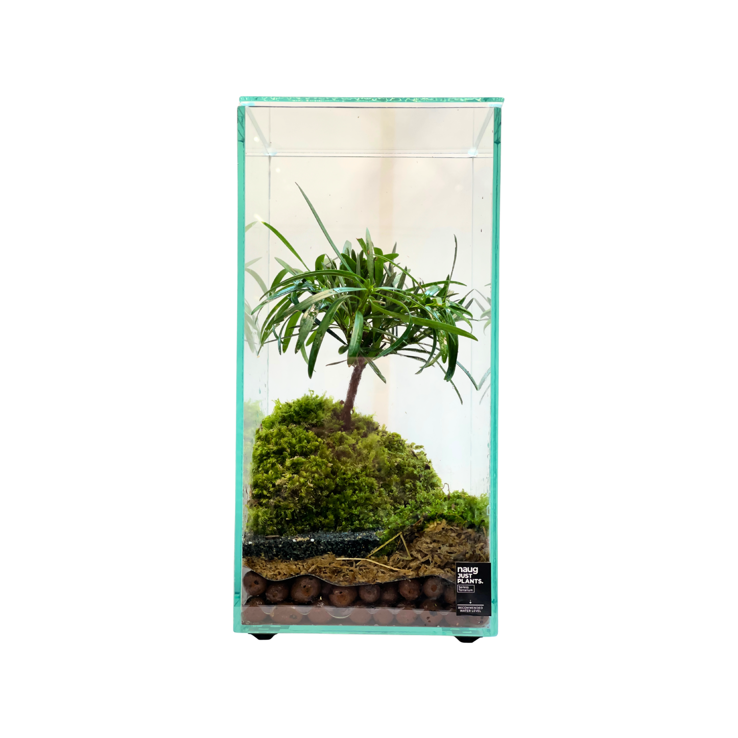 Bonsai Terrarium 15CM x 15CM x 30CM