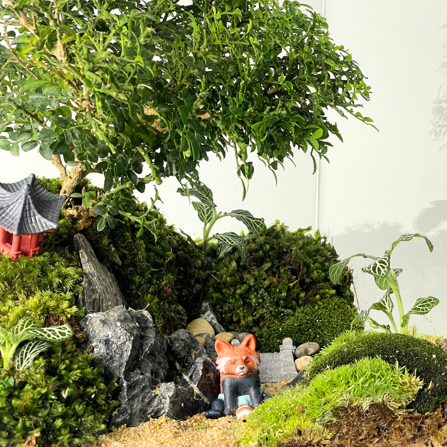 Bonsai Terrarium Series