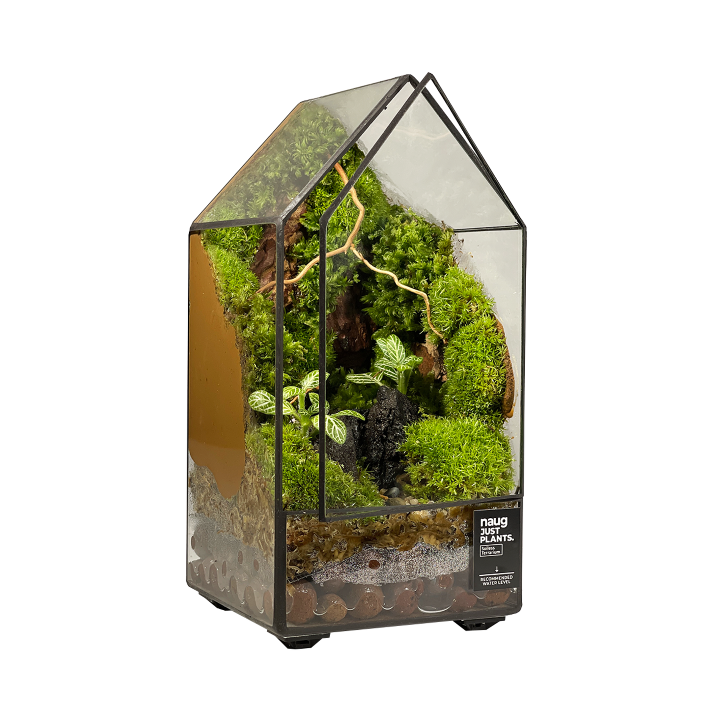 Green House Terrarium 10CM x 10CM x 19.5CM