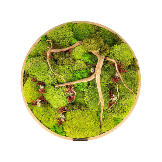 40CM Preserved Moss Frame with Spider Wood
