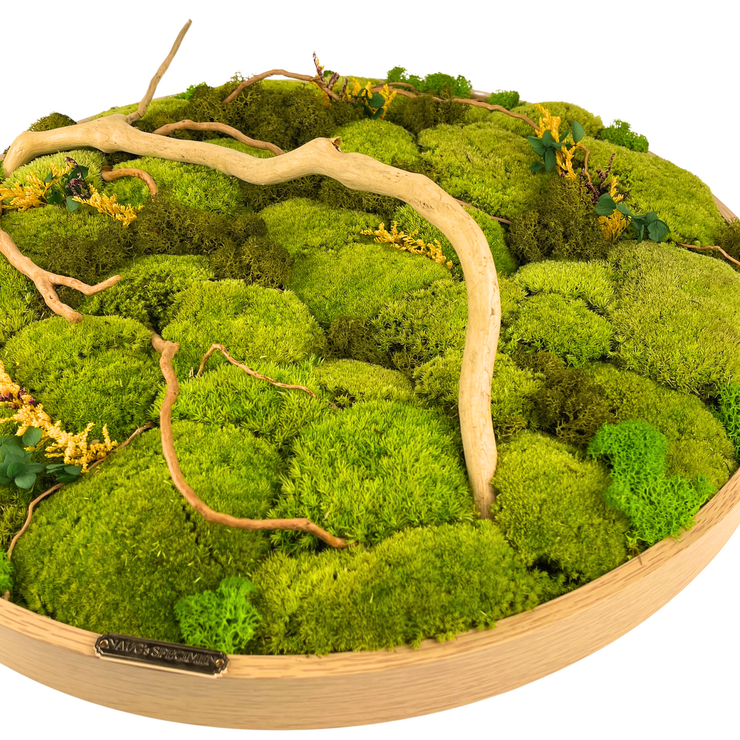 50CM Preserved Moss Frame with Spider Wood