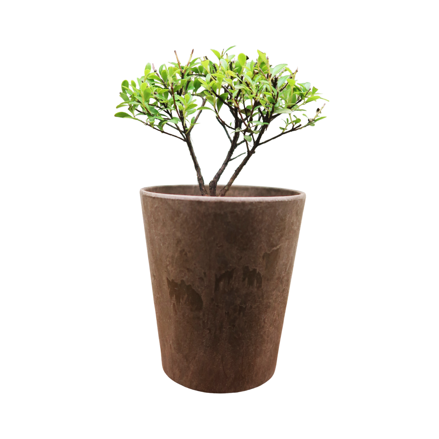 Bonsai Plant - Boxleaf Eugenia
