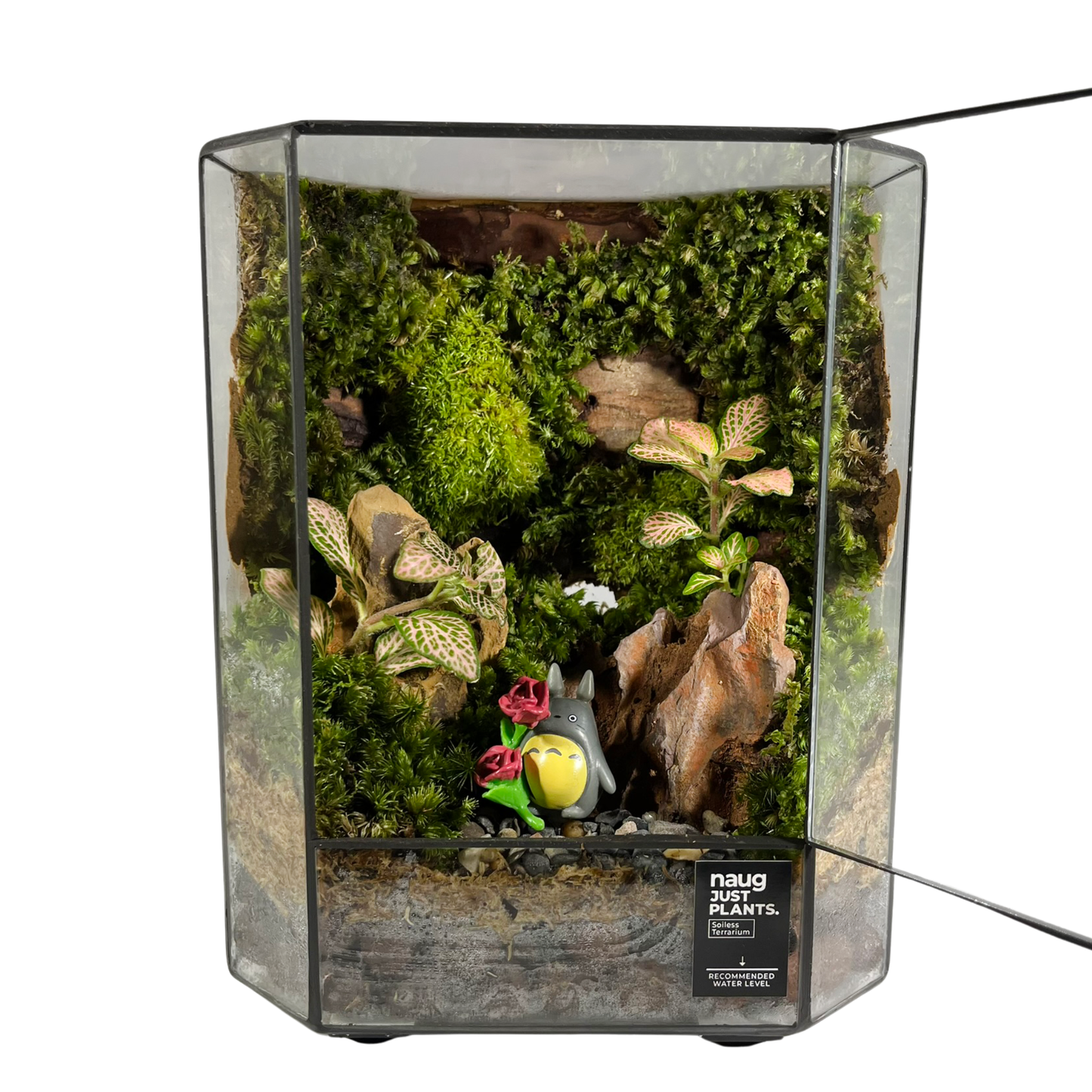 Green Wall Terrarium 15CM x 19CM x 10CM