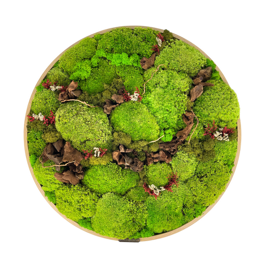 50CM Preserved Moss Frame with Driftwood