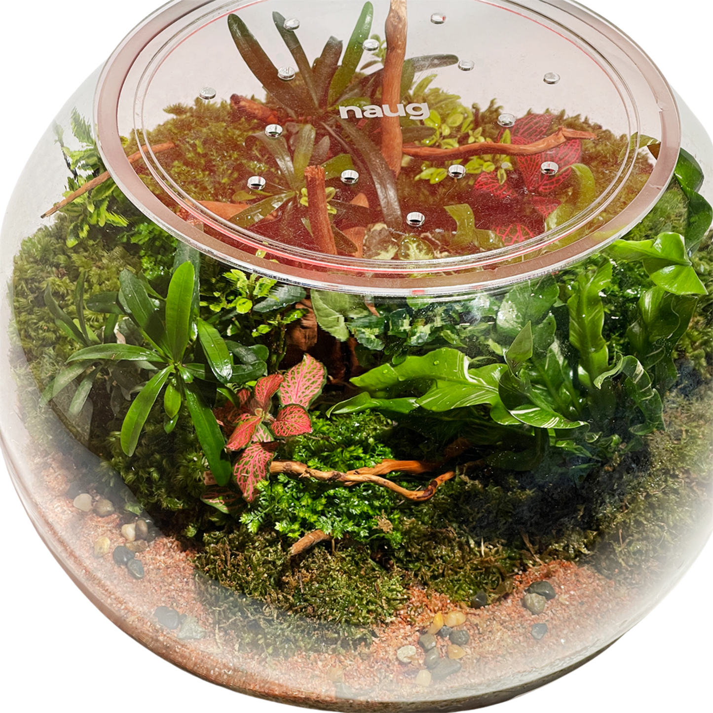 Bowl Terrarium 28CM x 23CM