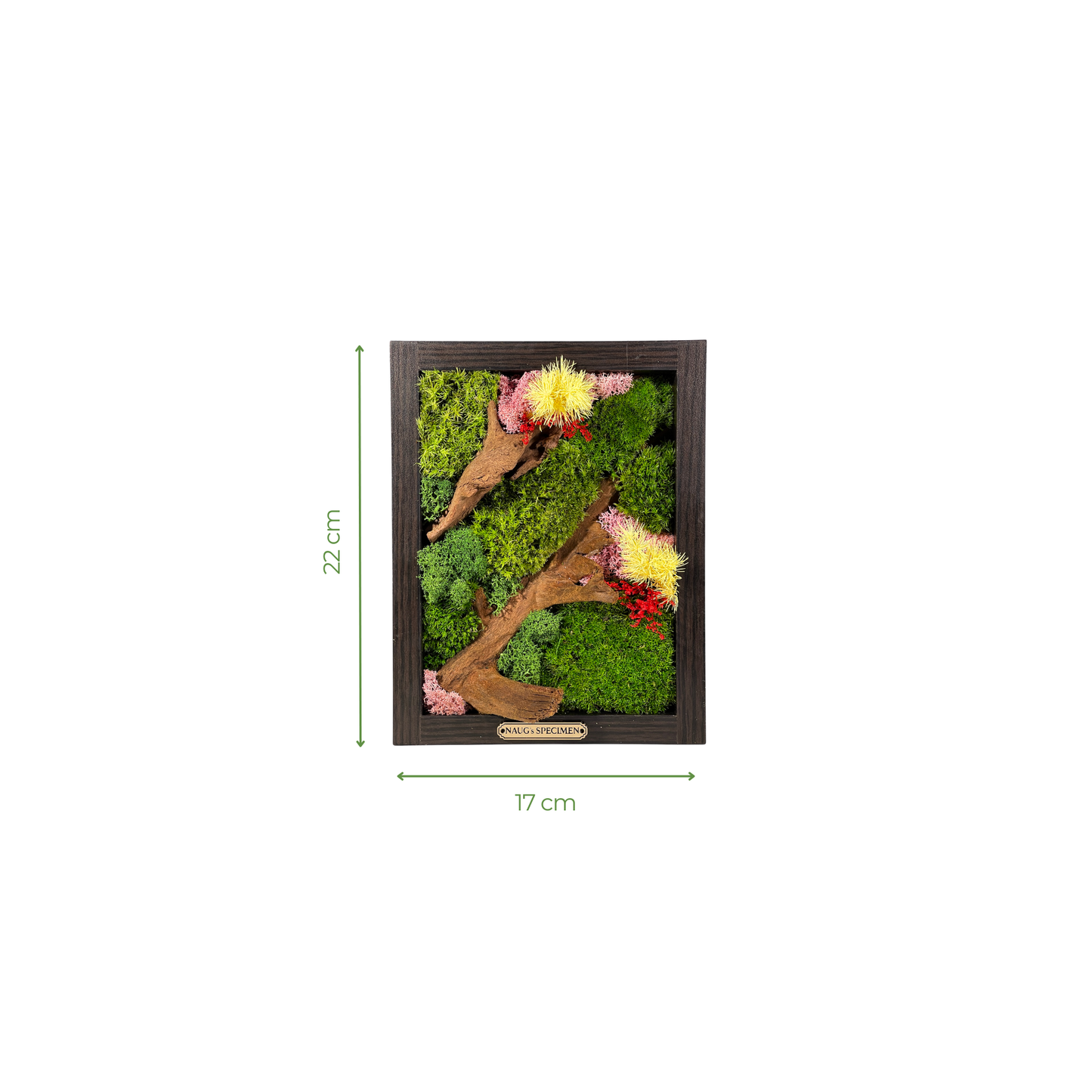 Preserved Moss Frame with Driftwood 22CM x 17CM