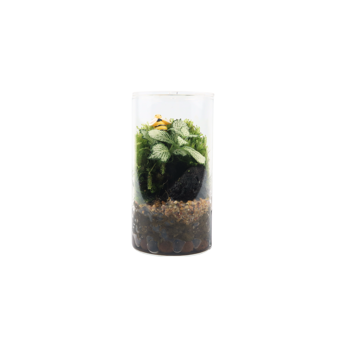 Fun Terrarium 6.5CM x 12CM