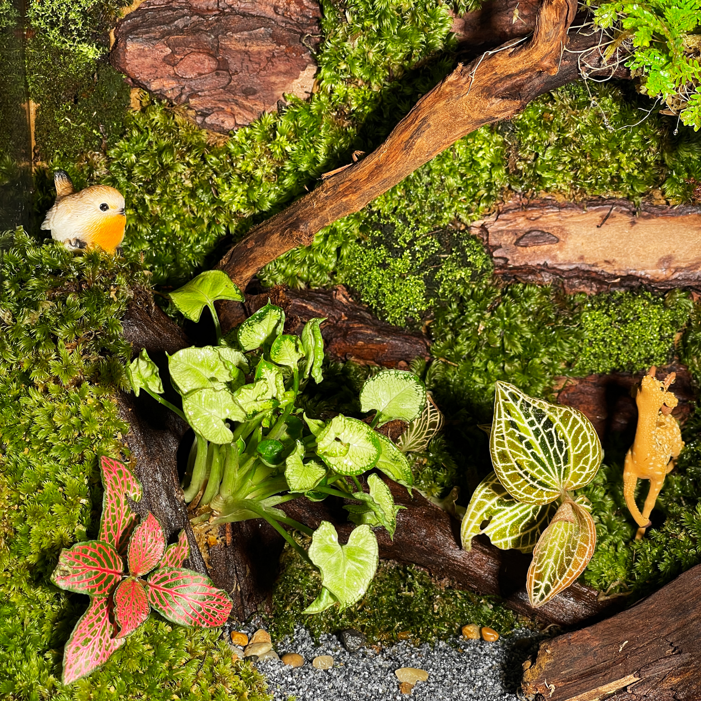 Green Wall Terrarium Series