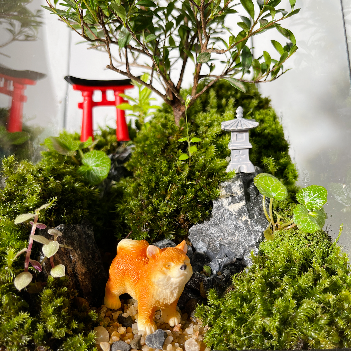 Geometric Terrarium Series