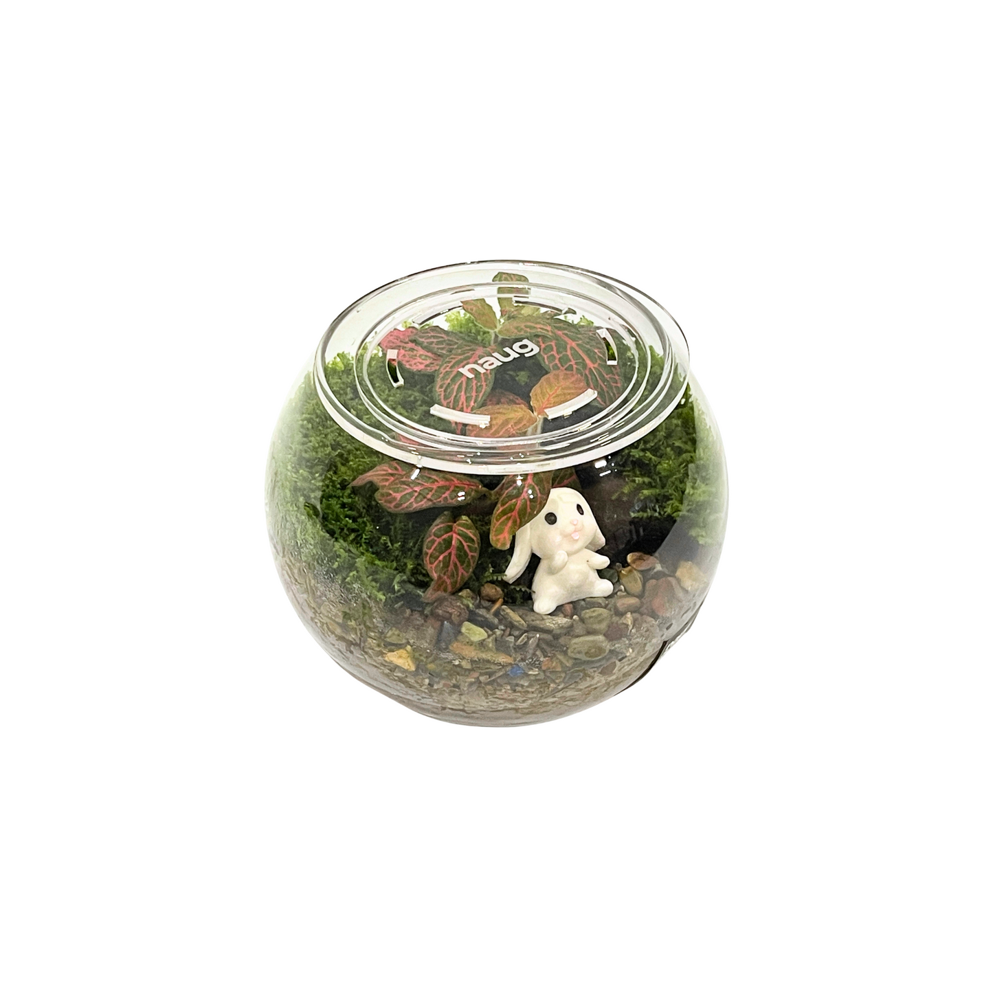 Basic Bowl Terrarium Series