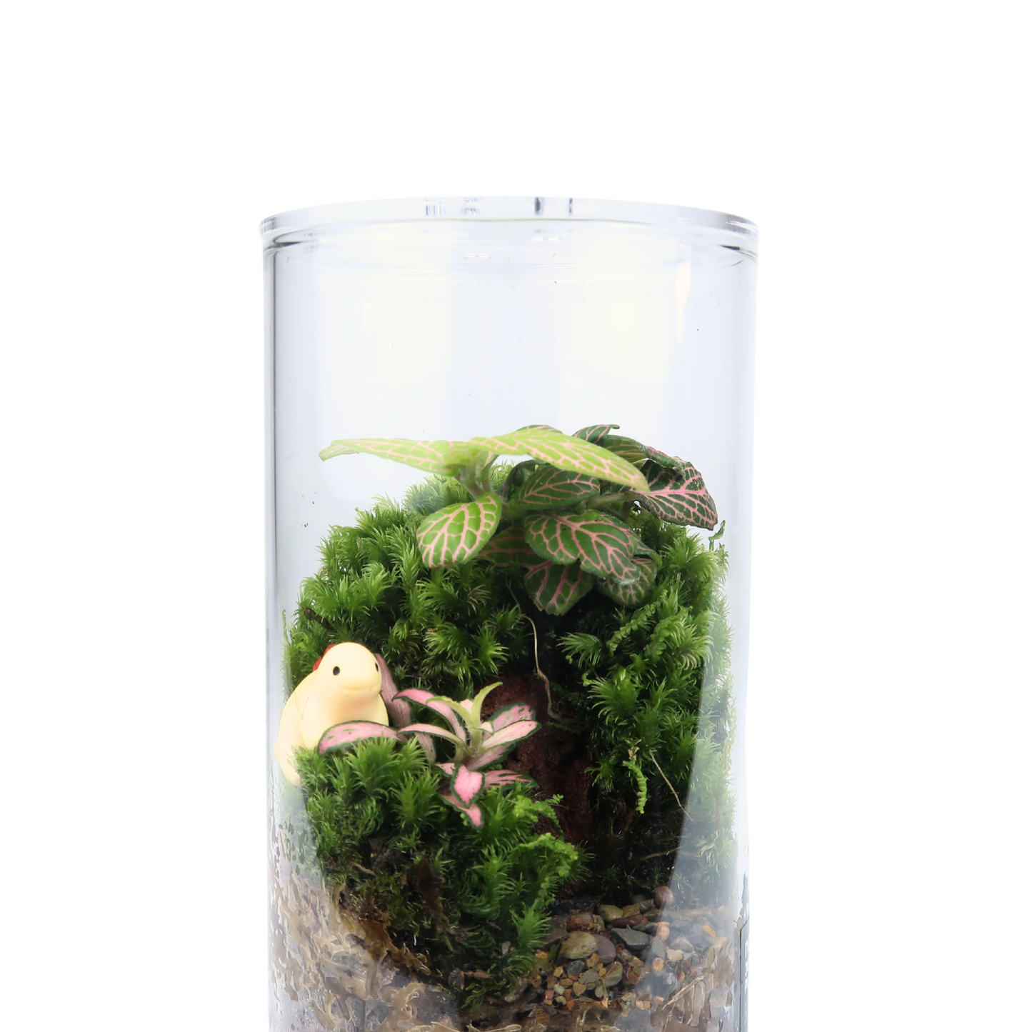 Basic Cylinder Terrarium Series