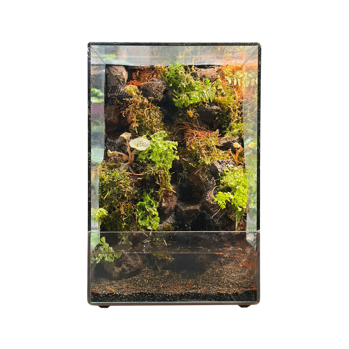 Mini Paludarium Series