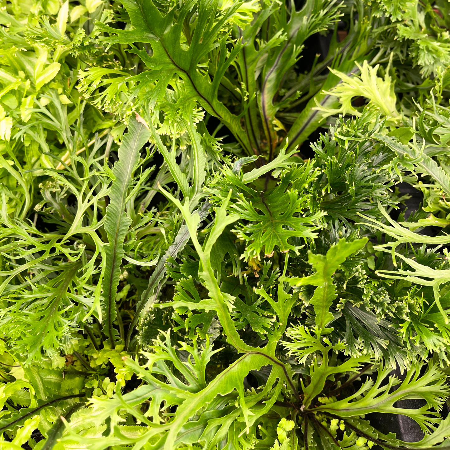 Fern Plant - Asplenium Peacock