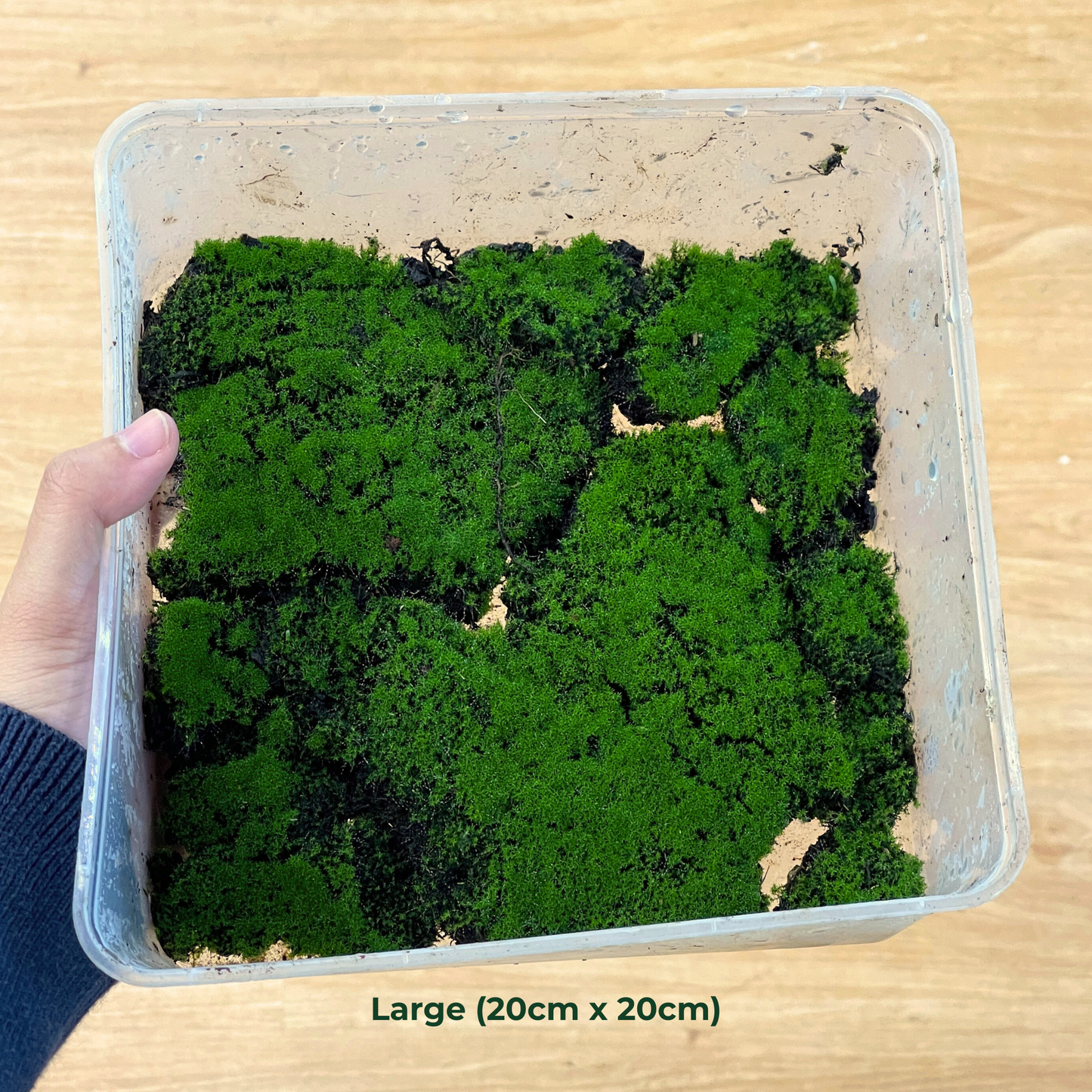 Live Moss - Blossom Moss