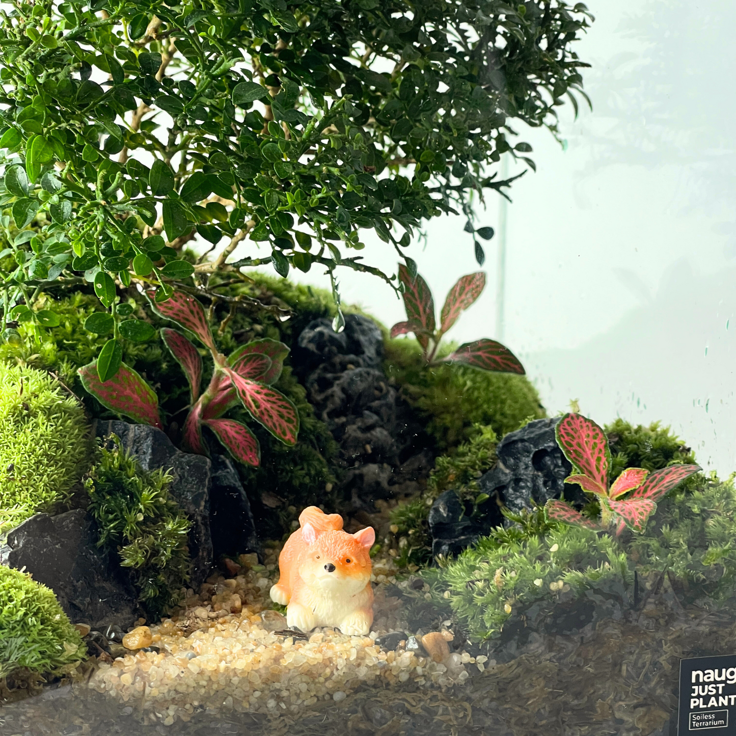 Bonsai Terrarium Series