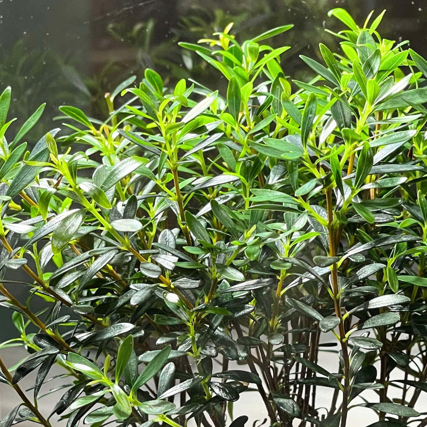 Bonsai Plant - Boxleaf Eugenia
