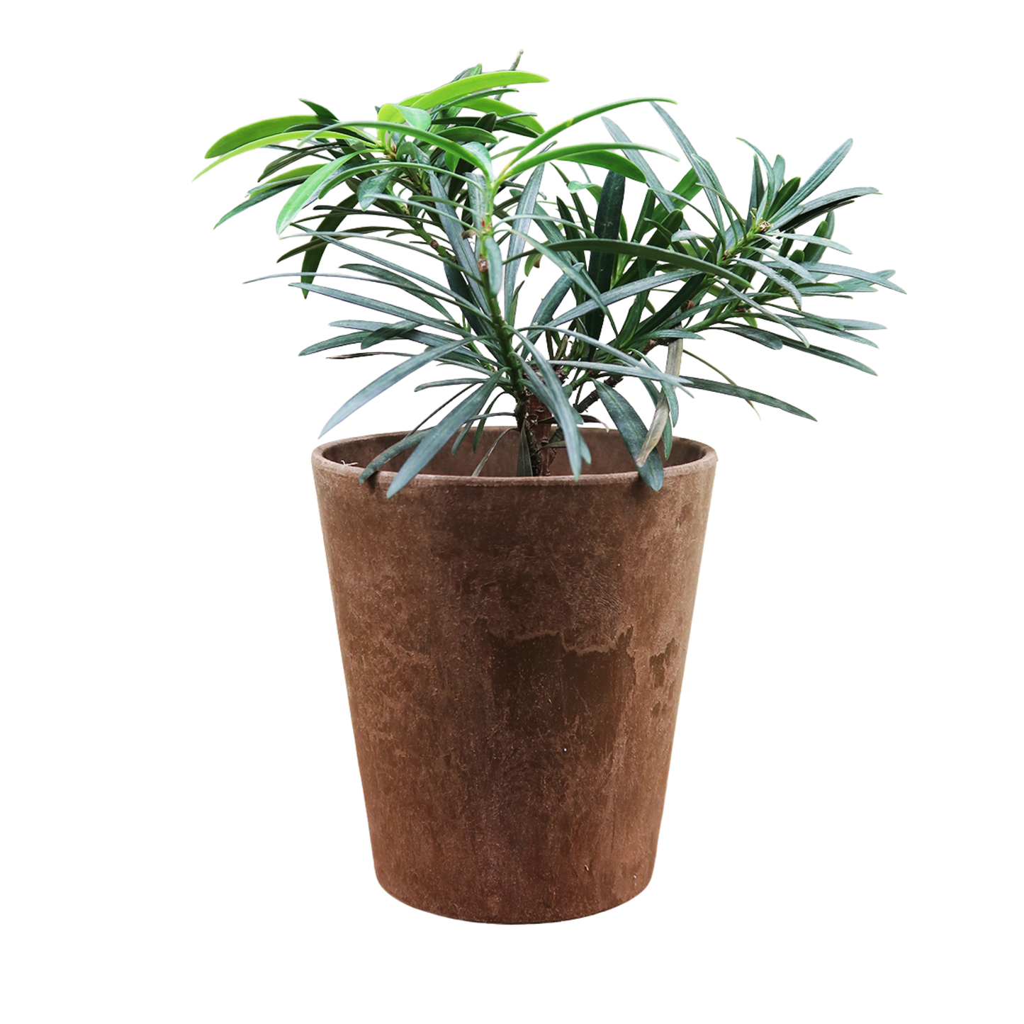 Bonsai Plant - Buddhist Pine