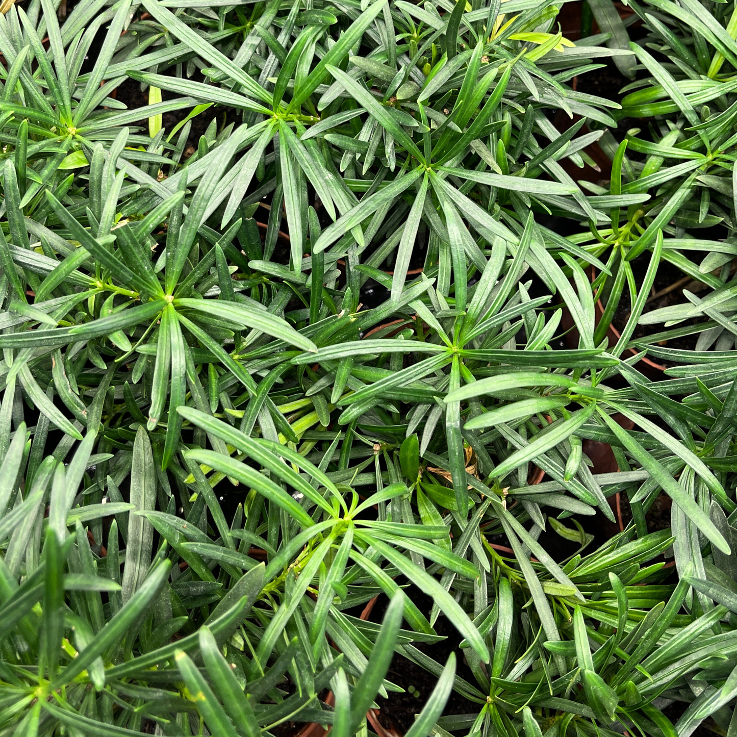 Bonsai Plant - Buddhist Pine