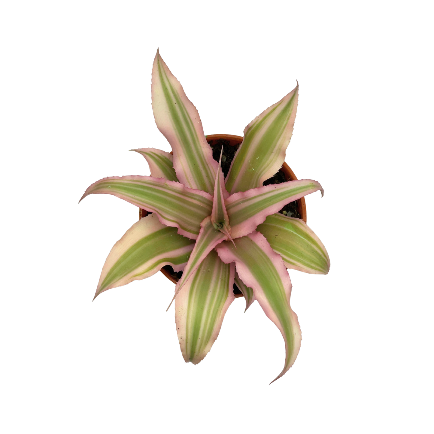 Epiphytic Plant - Earth Star Plant