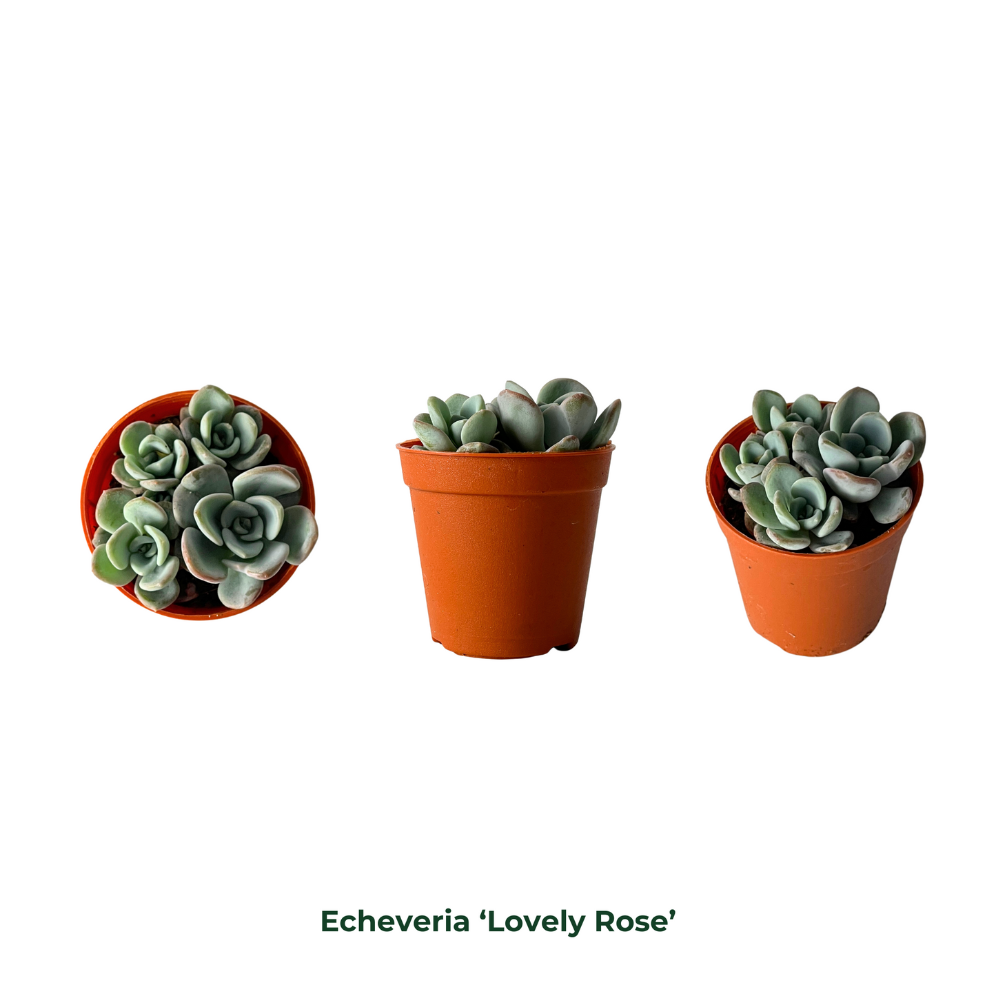 Assorted Succulents