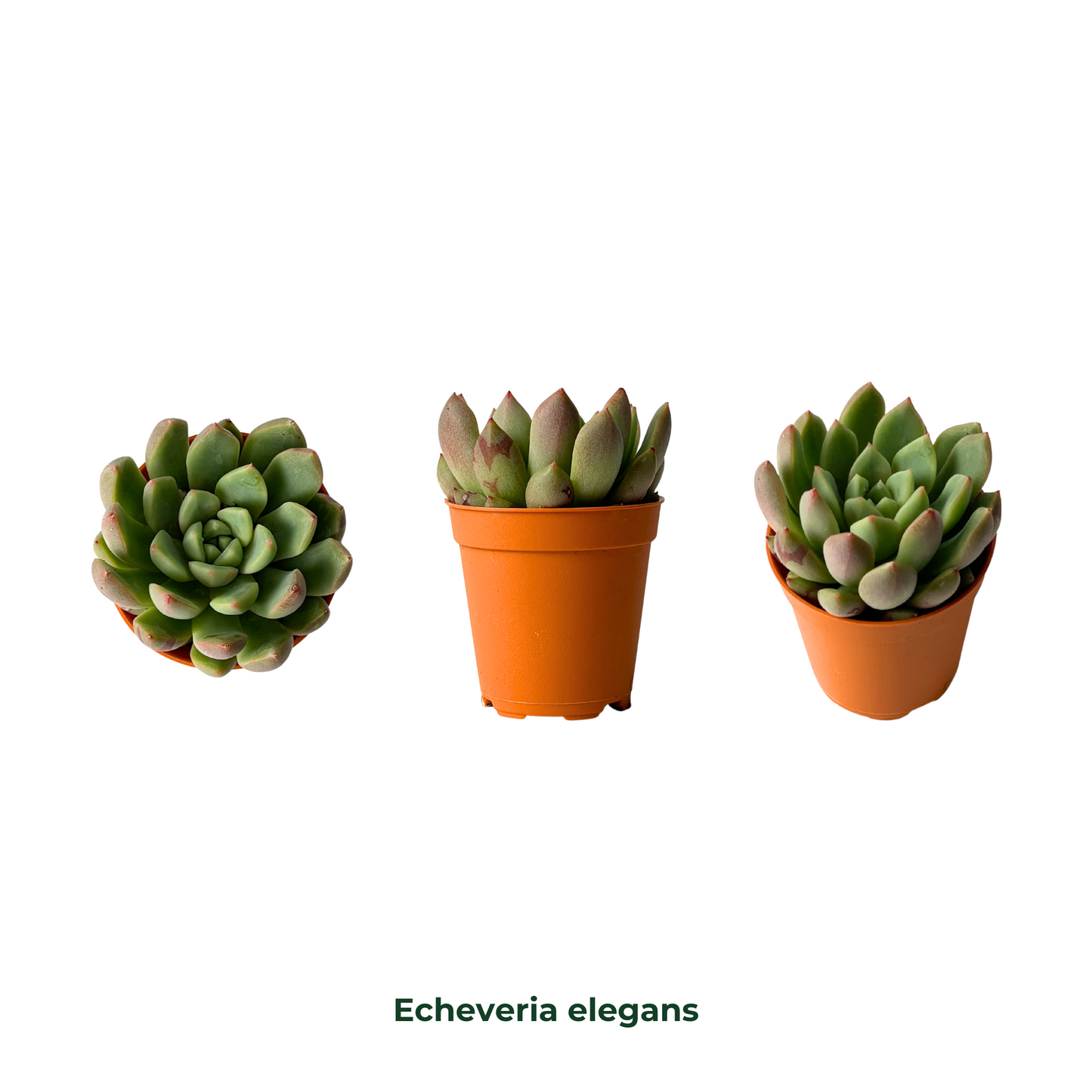 Assorted Succulents