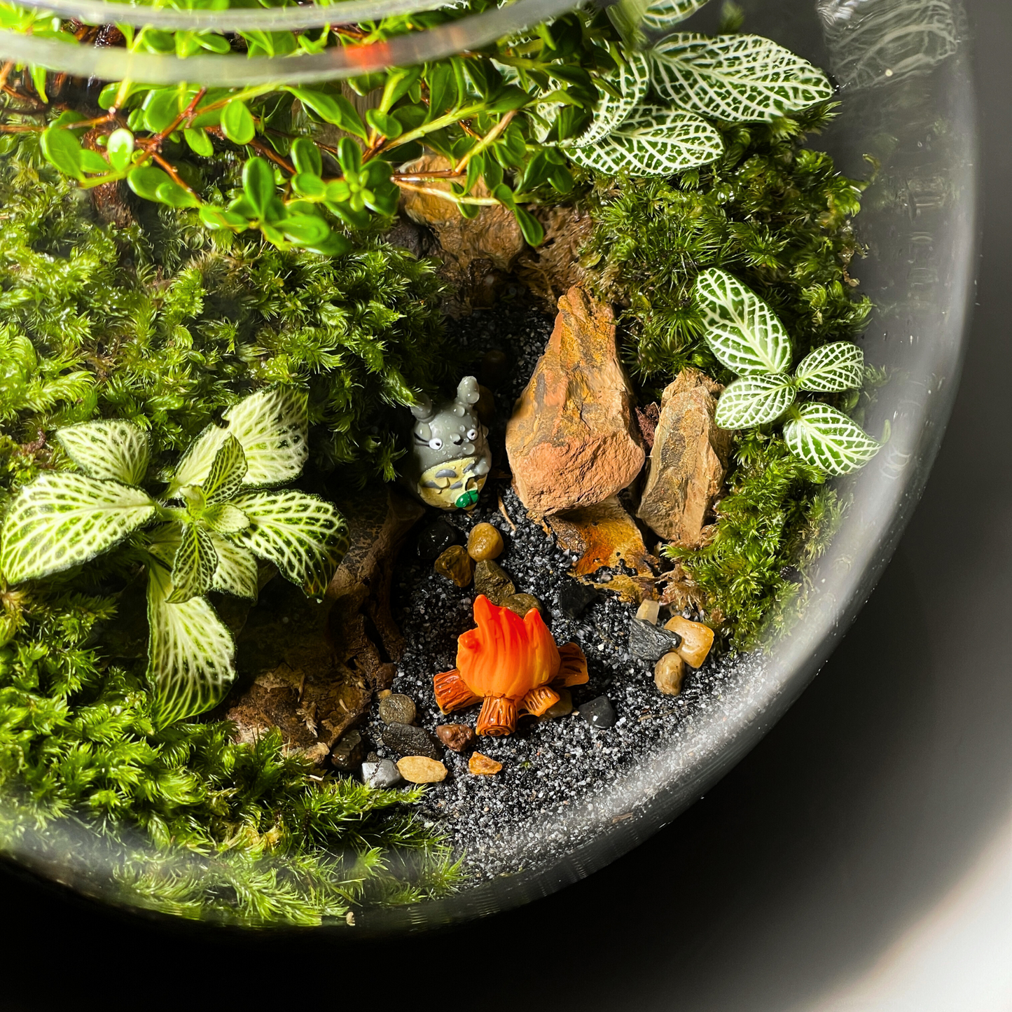 Egg Bowl Terrarium Series