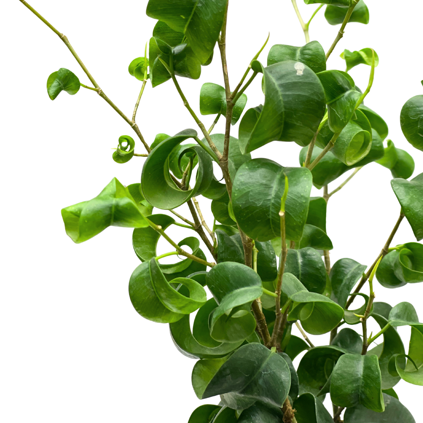 Ficus Benjamina Barok