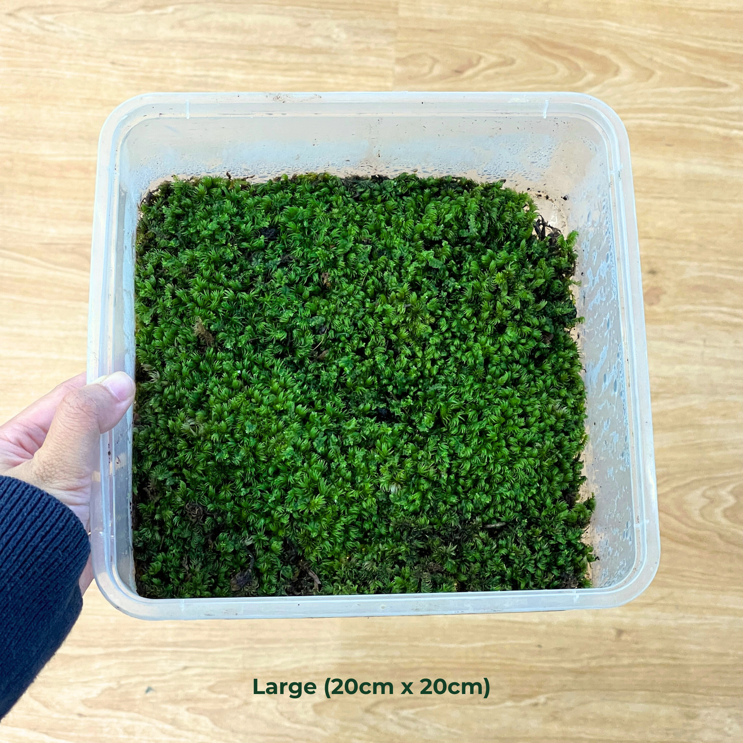 Live Moss - Foxtail Moss