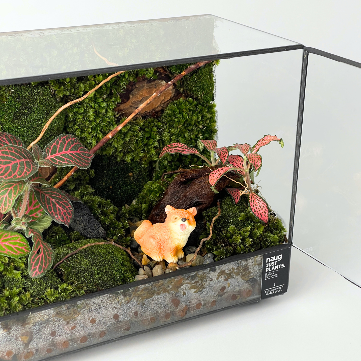 Green Wall Terrarium 20CM x 10CM x 15CM