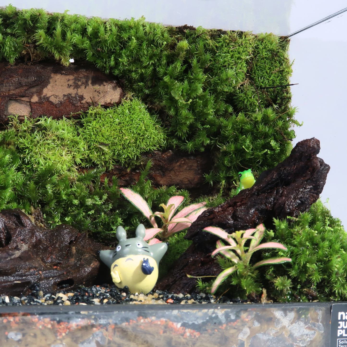 Green Wall Terrarium Series