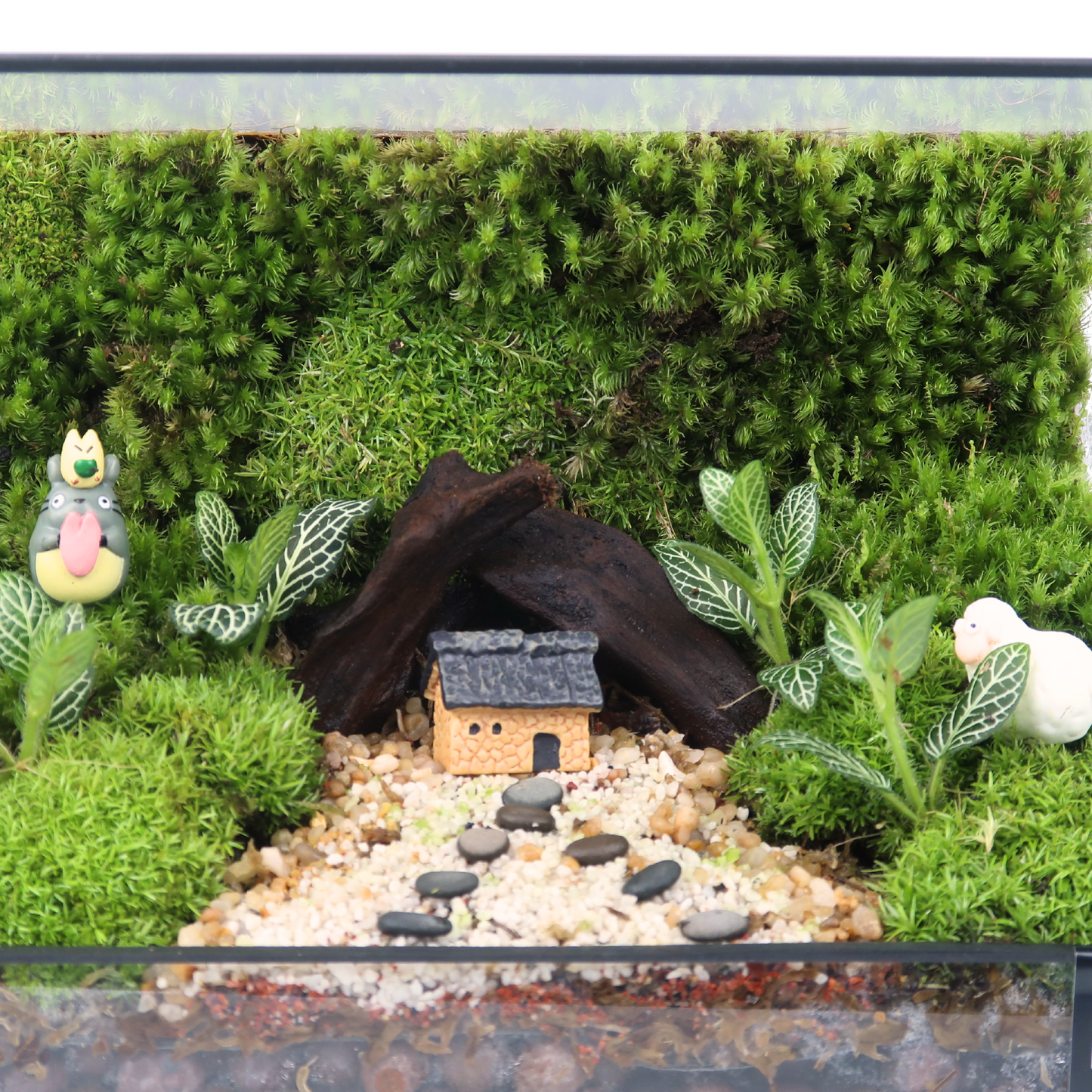 Green Wall Terrarium Series