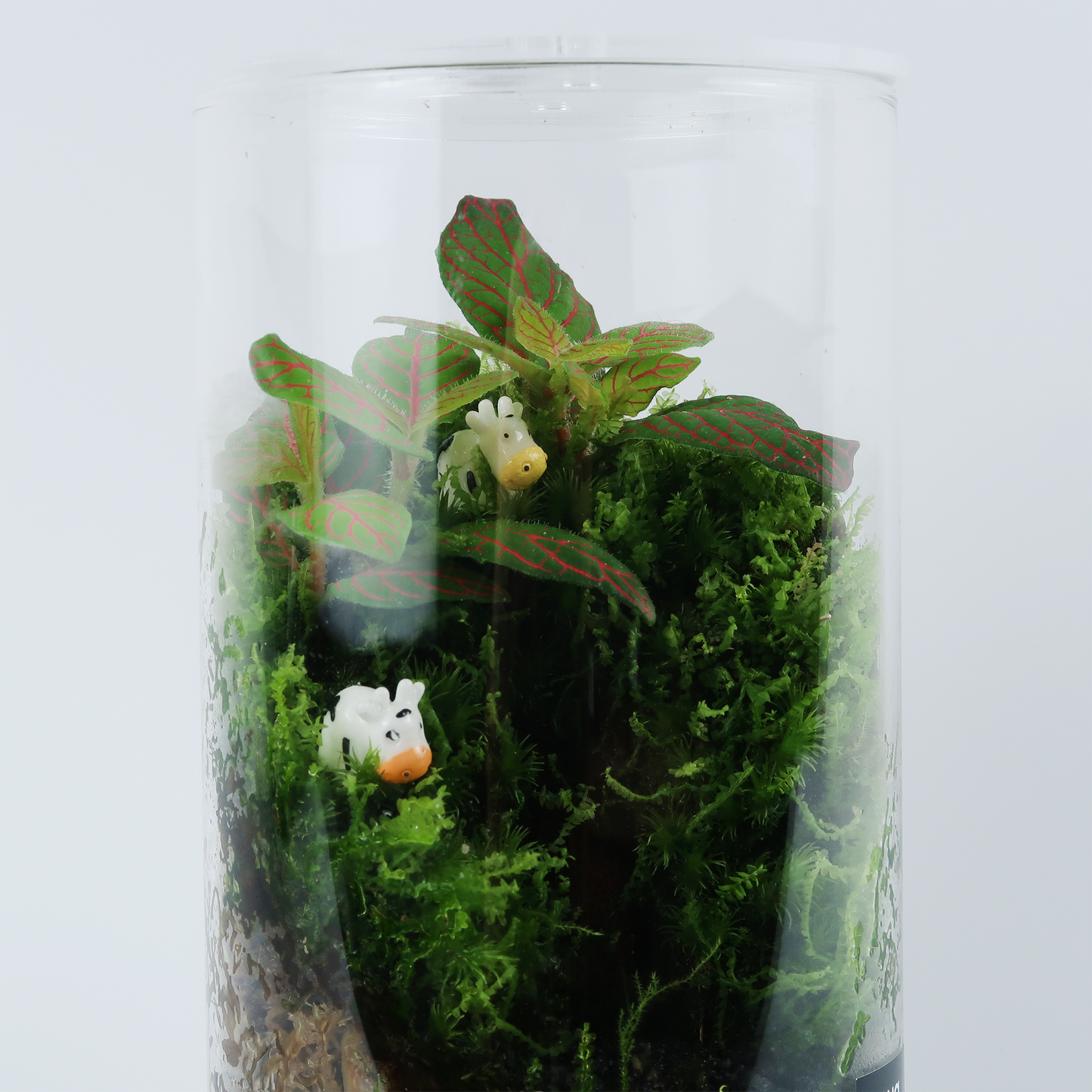 Basic Terrarium Series