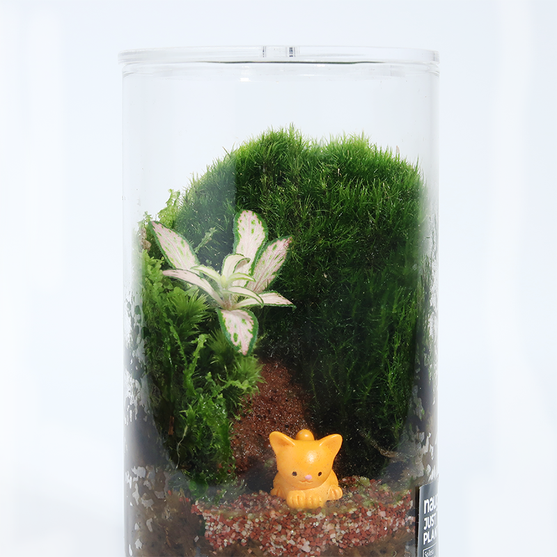 Fun Terrarium Series