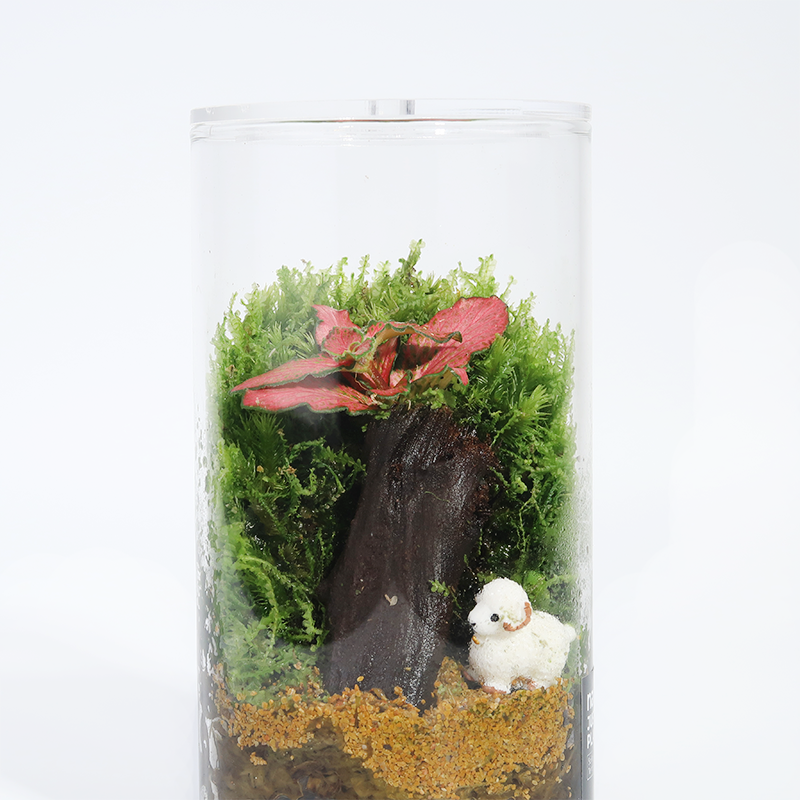 Fun Terrarium Series