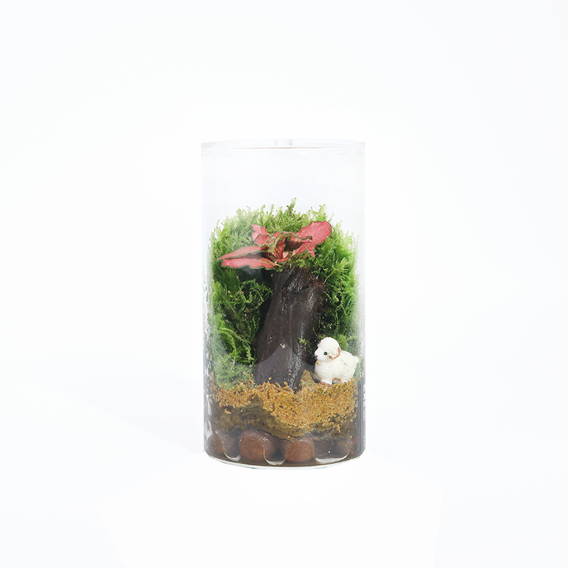 Fun Terrarium Series
