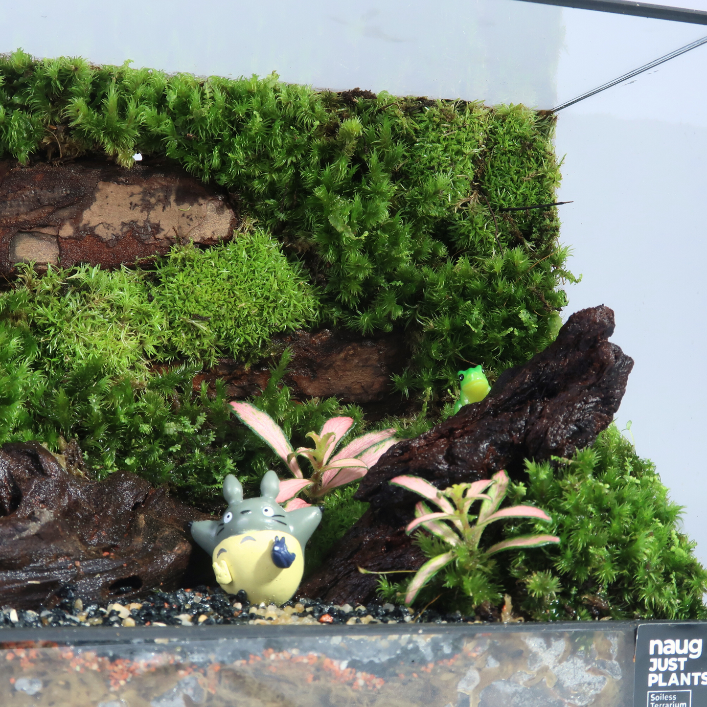Green Wall Terrarium Series
