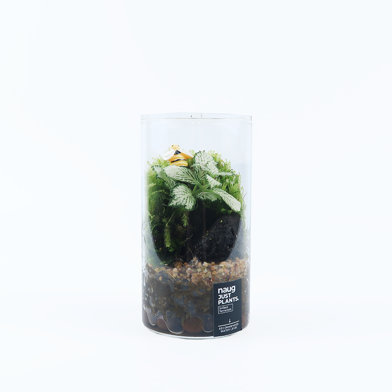 Fun Terrarium Series