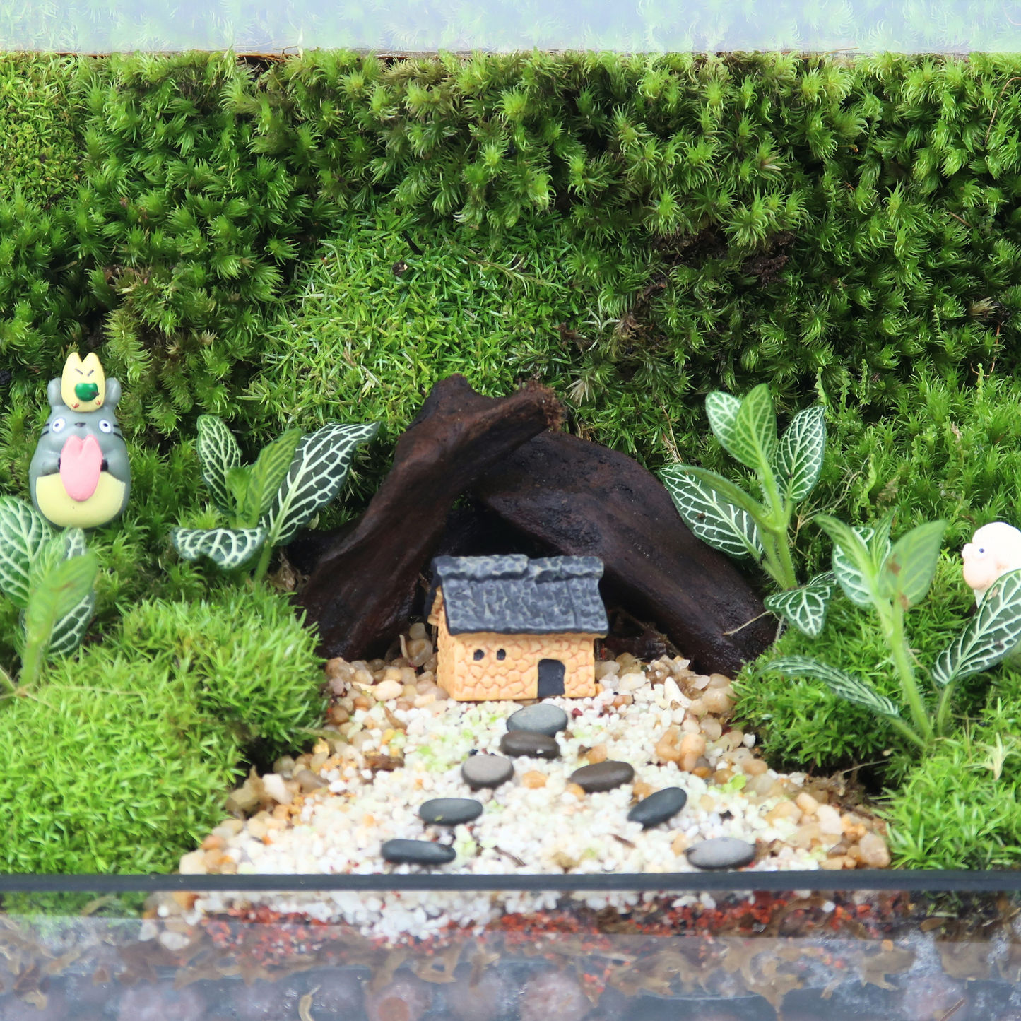 Green Wall Terrarium Series
